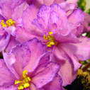  Buckeye Bouquet