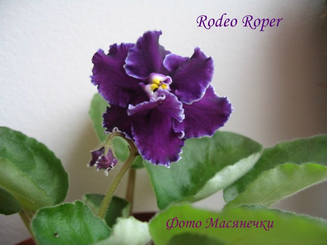 Rodeo Roper 