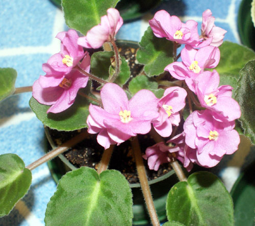 ACAS PINK PANSY 