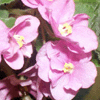 ACAS PINK PANSY