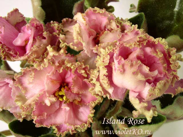  Island Rose 