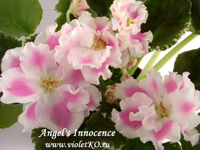  Angel's Innocence 