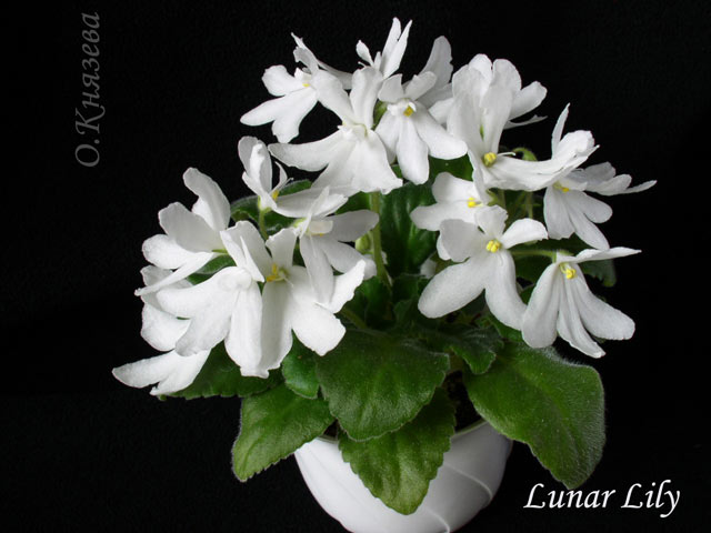  Lunar Lily(White) 