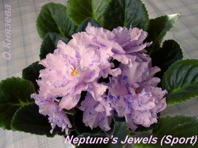  Neptunes Jewels (Sport) 
