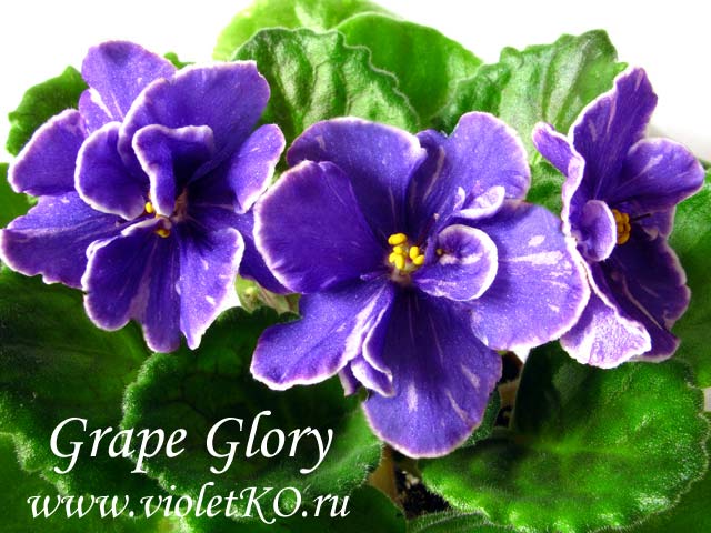  Grape Glory 
