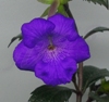 Ахименес 'Purple Triumph'