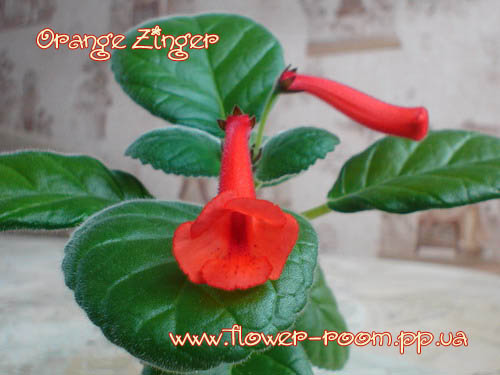  Orange Zinger 