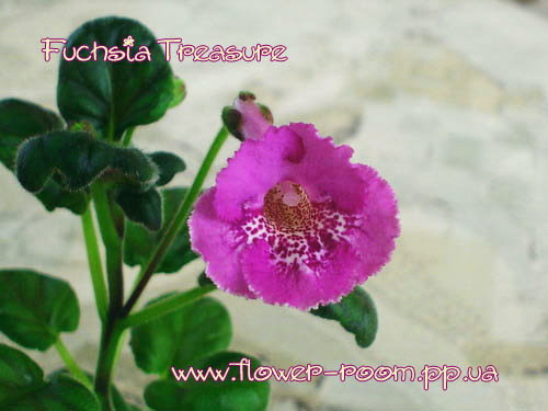  Fuchsia Treasure 