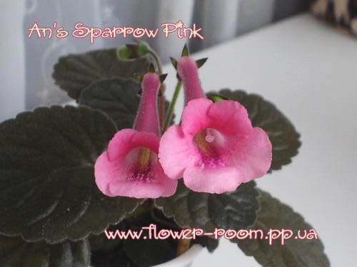  An's Sparrow Pink 