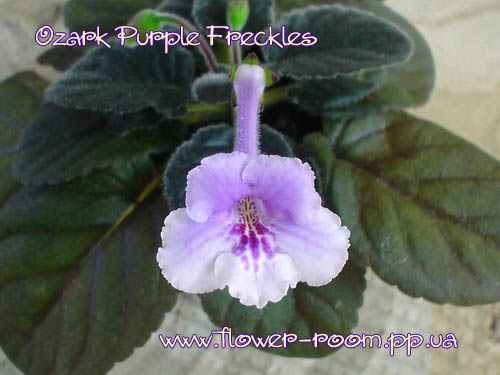 Ozark Purple Freckles 
