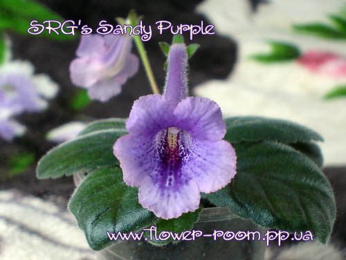  SRG's Sandy Purple 