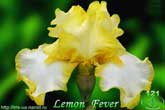 Lemon  Fever