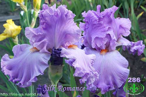  Silk Romance 