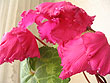 Rose Flame
