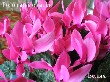 Розовый мотылек