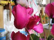 Silfida