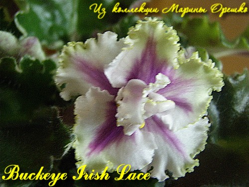 Buckeye Irish Lace 