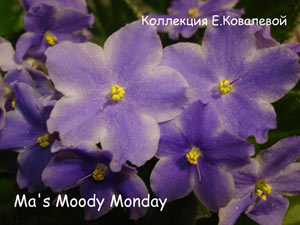 Фиалка Ma's Moody Monday