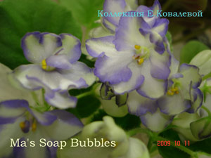 Фиалка Ma's Soap Bubbles