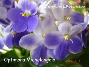 Фиалка Optimara Michelangelo