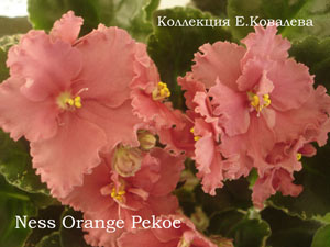 Фиалка Ness Orange Pekoe