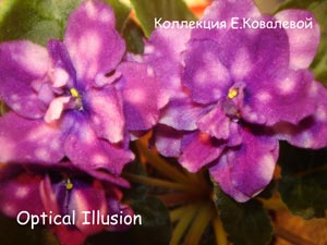 Фиалка Optical Illusion