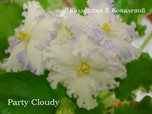 Фиалка Partly Cloudy
