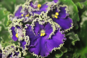 Фиалка Purple Lace