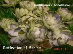 Фиалка Reflection of Spring