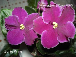 Фиалка Satin Wine