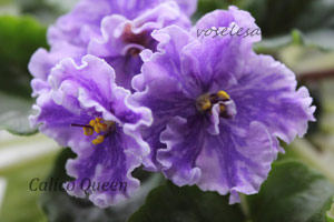 Фиалка Calico Queen (химера)