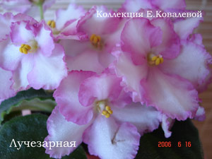 Фиалка АЕ-Лучезарная