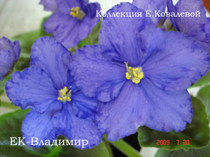 Фиалка ЕК-Владимир