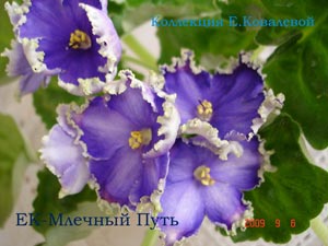 Фиалка ЕК-Млечный Путь