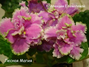 Фиалка Лесная Магия