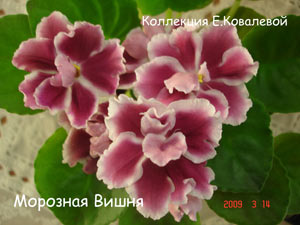 Фиалка Морозная Вишня