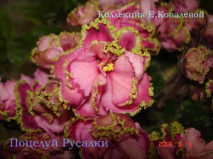 Фиалка Поцелуй Русалки