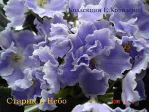 Фиалка АЕ-Старик и Небо