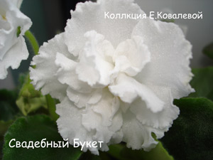 Фиалка Свадебный Букет