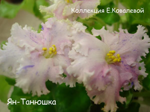 Фиалка Ян-Танюшка