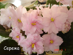 Фиалка Сережа