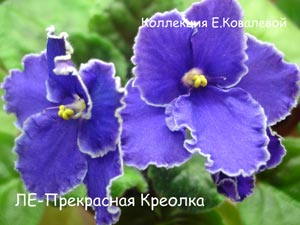 Фиалка ЛЕ-Прекрасная Креолка