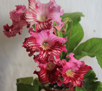 Стрептокарпус Jasmin (7029)