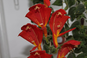 Колумнея Gloriosa