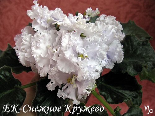 Голубое кружево фиалка фото Голубое кружево фиалка фото