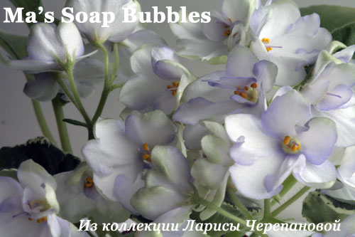  Ma's Soap Bubbles 