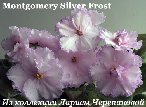  Montgomery Silver Frost 