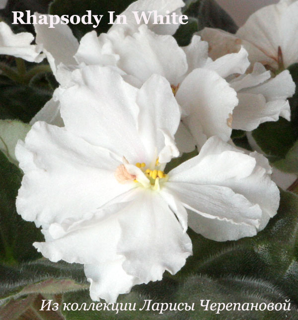  Rhapsody In White 