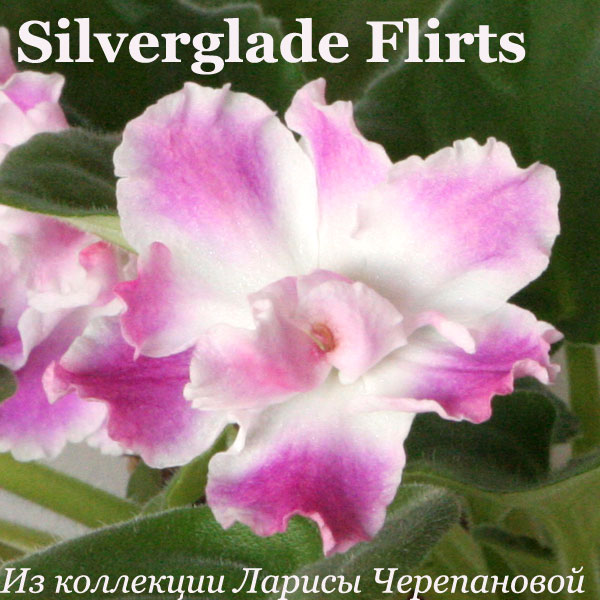  Silverglade Flirts 
