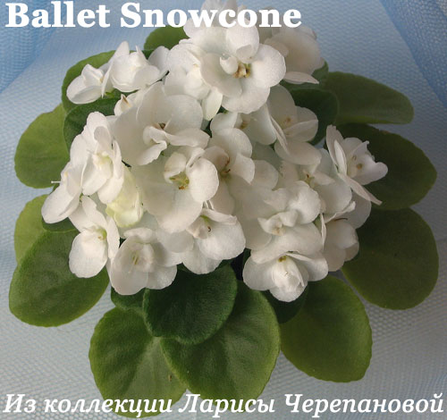  Ballet Snowcone 